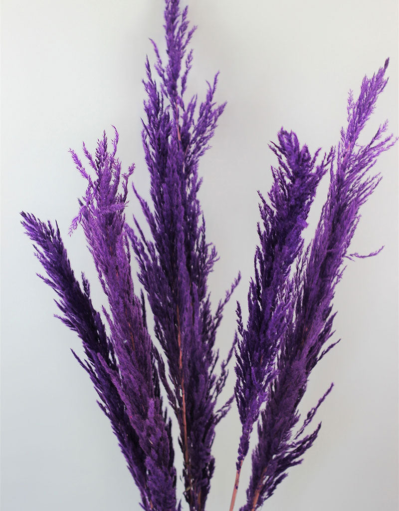 Dried Pampas Grass - Purple