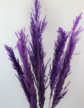 Dried Pampas Grass - Purple