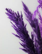 Dried Pampas Grass - Purple, 8 stems