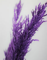 Dried Pampas Grass - Purple, 8 stems, 120 cm