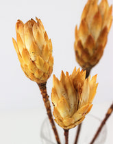 Dried Protea African Repens - Yellow bunch