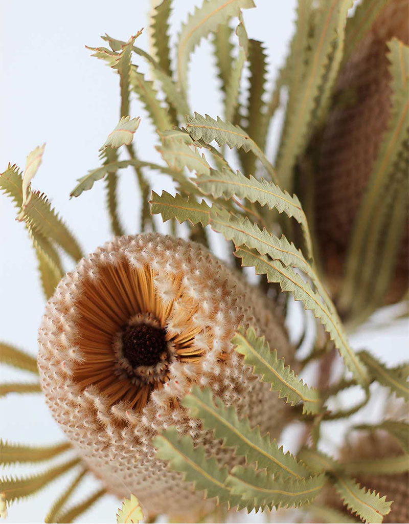 Dried Banksia Protea - Natural, XL