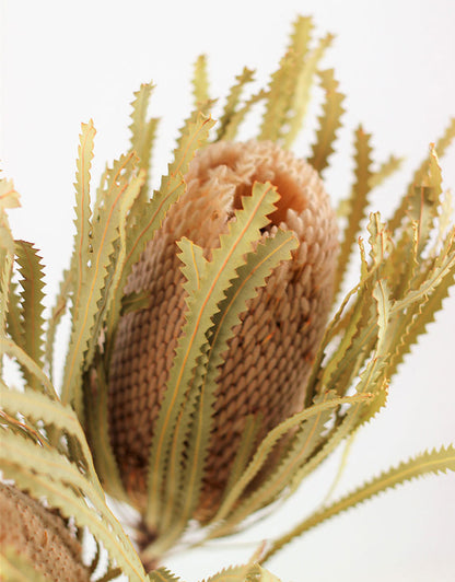 Dried Banksia Protea - Natural, XL, 2 stems