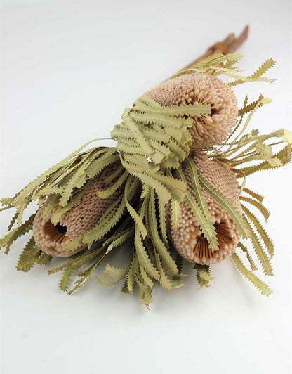 Dried Banksia Protea - Natural, XL, 2 stems, 45 cm