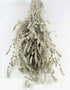 Dried Lavender - White/ Ivory Bunch in UK