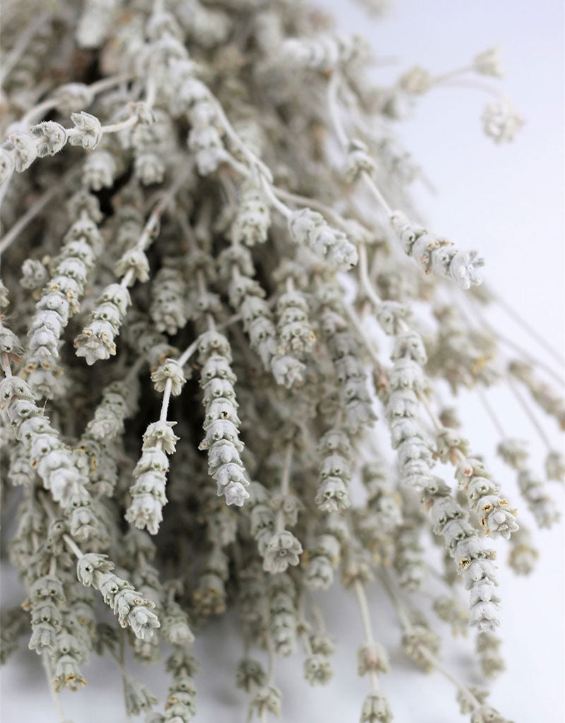 Dried Lavender - White/ Ivory Bunch