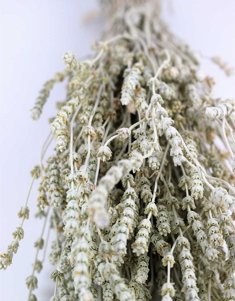 Dried Lavender - White/ Ivory Bunch, 60 cm