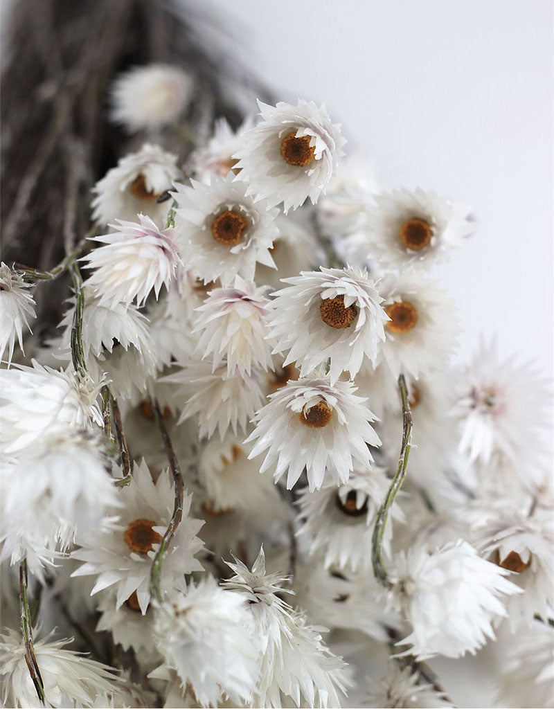 Dried Kaaps - Cape Snow White Bunch