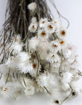 Dried Kaaps - Cape Snow White Bunch, 50 cm