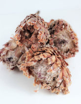 Dried Barbigera Protea - Pink, 2 stems, 25 cm