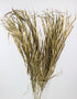 Dried Palm Leaf - Gold