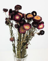 Dried Helichrysum - Violet Bunch
