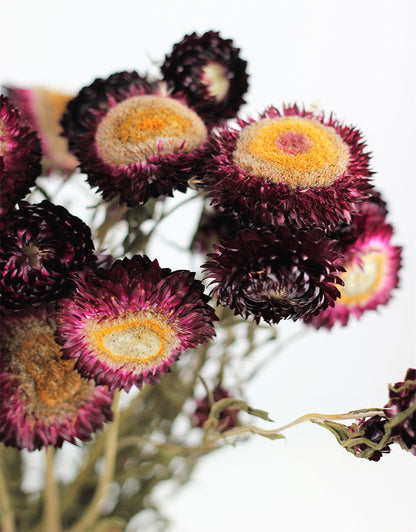 Dried Helichrysum - Violet Bunch, 10 Stems