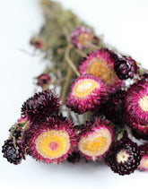 Dried Helichrysum - Violet Bunch, 10 Stems, 60 cm