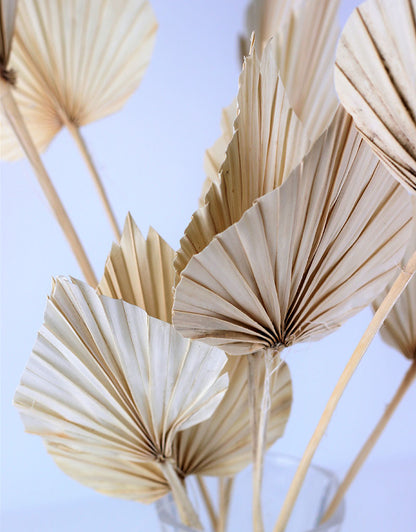 Dried Palm Spears - Bleached