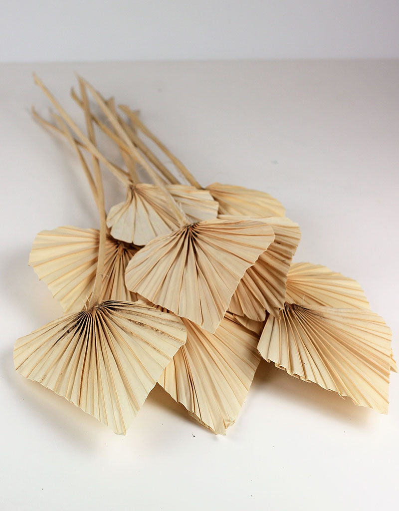 Dried Palm Spears - Bleached, 10 Stems