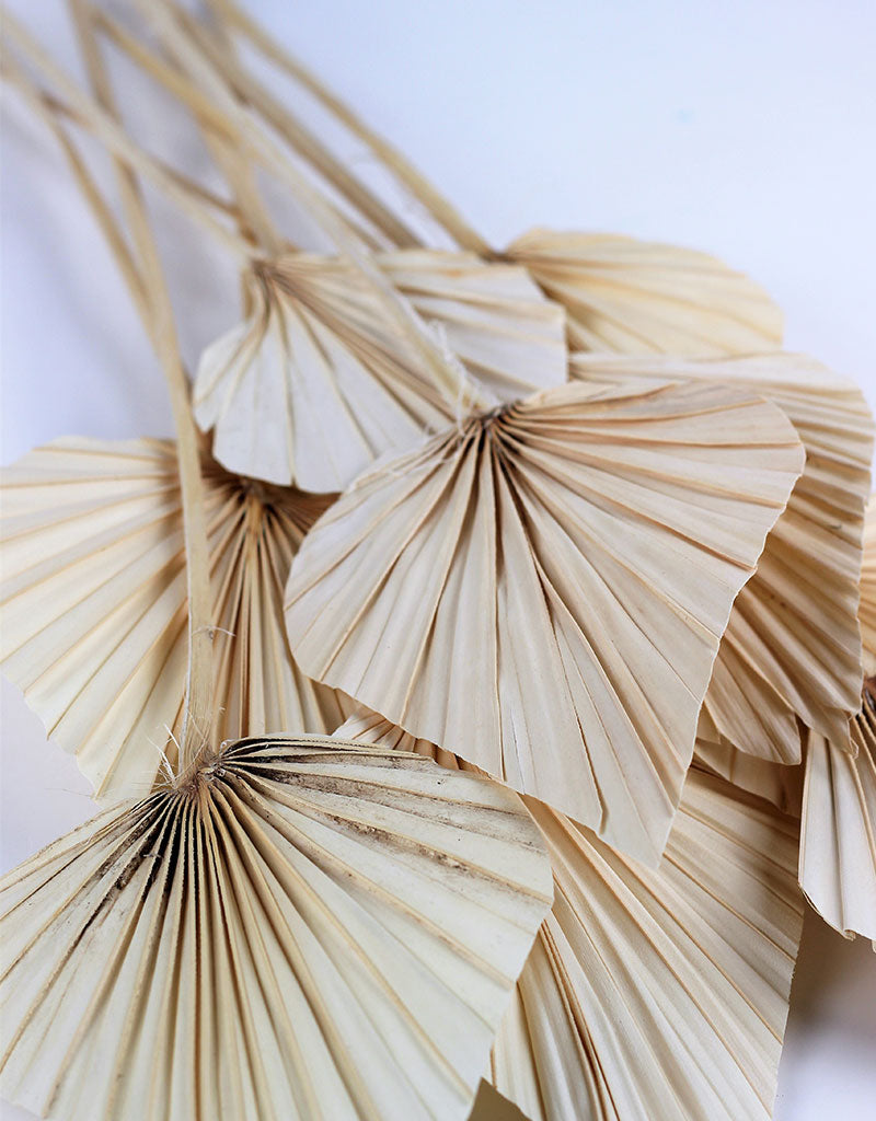 Dried Palm Spears - Bleached, 10 Stems, 50 cm