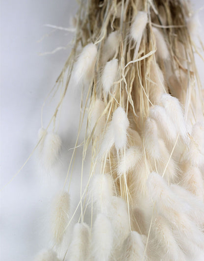 Wholesale Dried Bunny Tails Grass, 80 cm l Dried Rabbit Tails UK