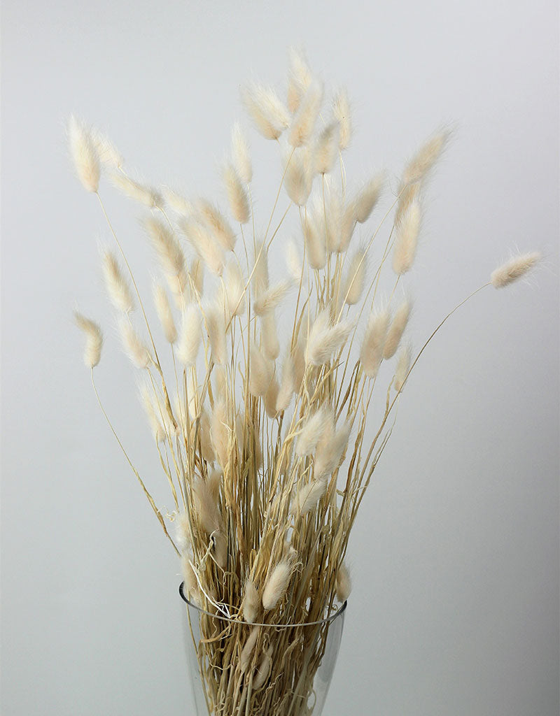 Dried Lagurus Grass