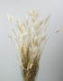 Dried Bunny Tails Lagurus Grass - Bleached, 100 Grams, 80 cm