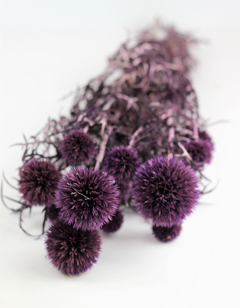 Preserved Echinops - Lilac Bunch