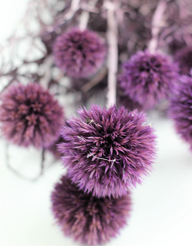 Preserved Echinops - Globe Thistle, Lilac Bunch