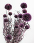 Preserved Echinops - Globe Thistle, Lilac Bunch, 70 cm