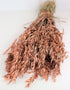 Dried Oat Avena- Copper Bunch, 250 grams, 70 cm