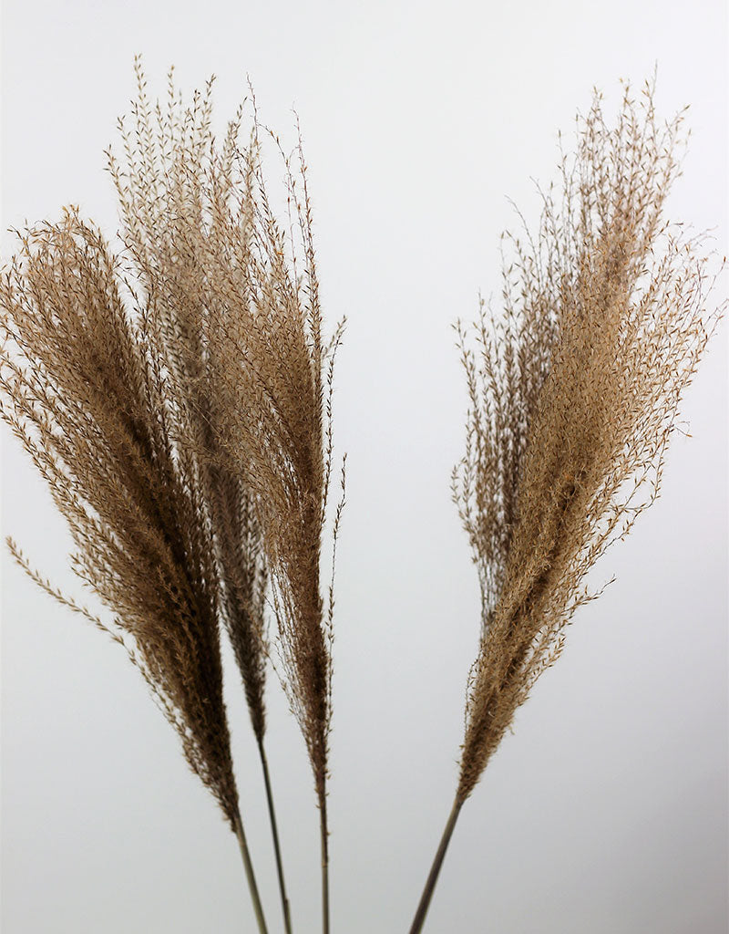 Dried Stipa Feather - Natural Bunch, 80cm