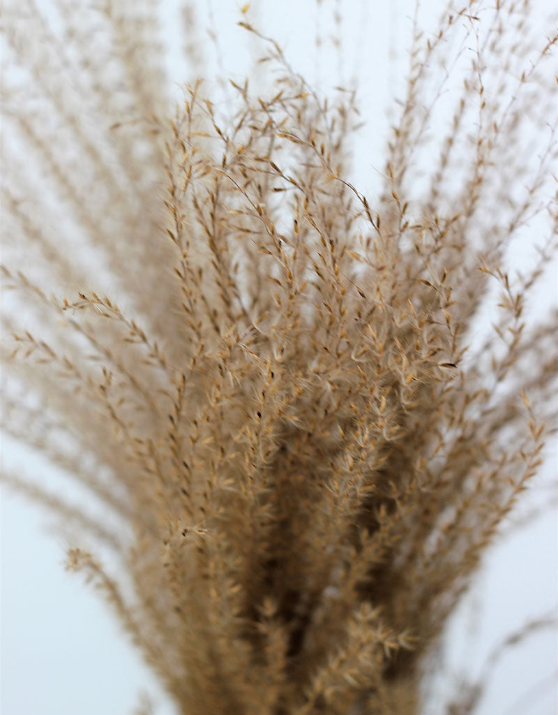 Dried Stipa Feather - Natural Bunch