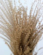 Dried Stipa Feather - Natural Bunch