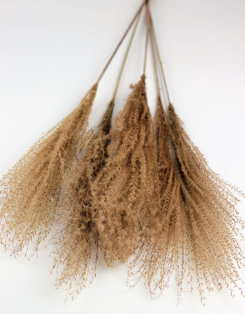 Dried Stipa Feather - Natural Bunch, 5 Stems