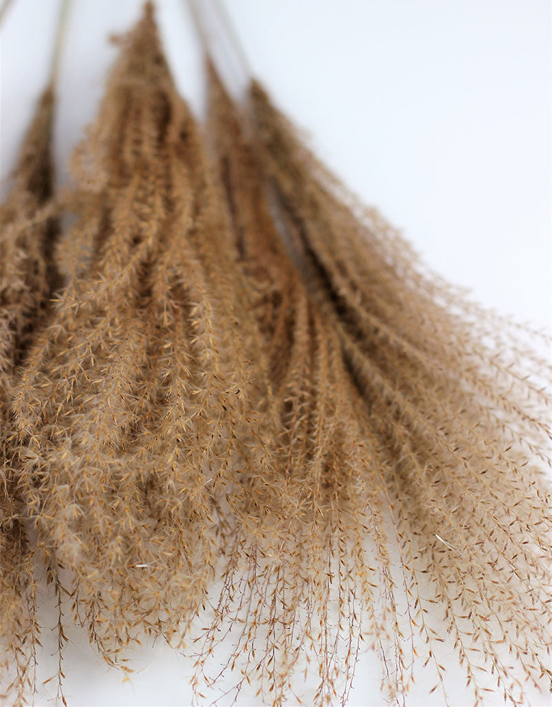 Dried Stipa Feather - Natural Bunch, 5 Stems, 80 cm