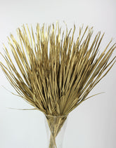 Large Dried Chamaerops Palm - Gold, 10 Stems, 70 cm