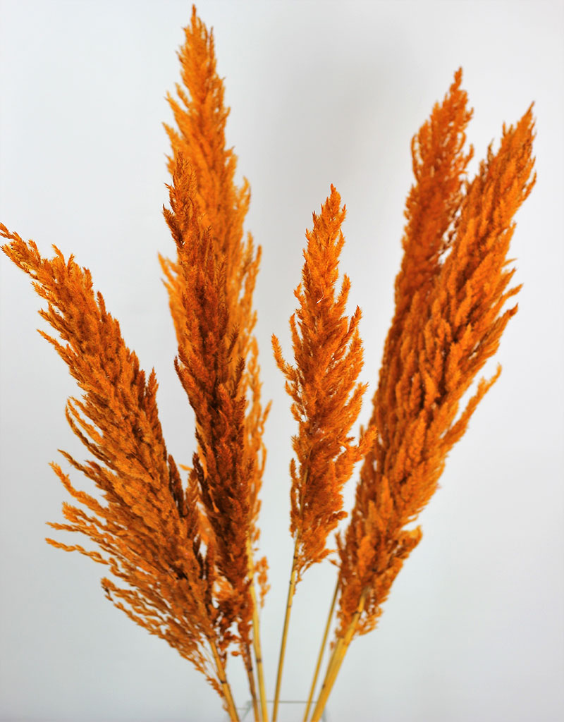 Dried Pampas Grass - Rusty Orange