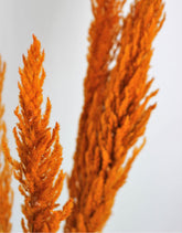 Dried Pampas Grass - Rusty Orange, 8 Stems