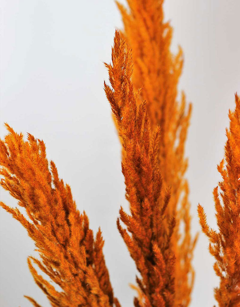 Dried Pampas Grass - Rusty Orange, 8 Stems, 120 cm
