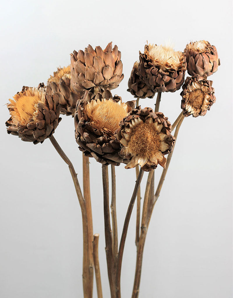 Dried Artichokes Spray (Cynara) - Natural, XL