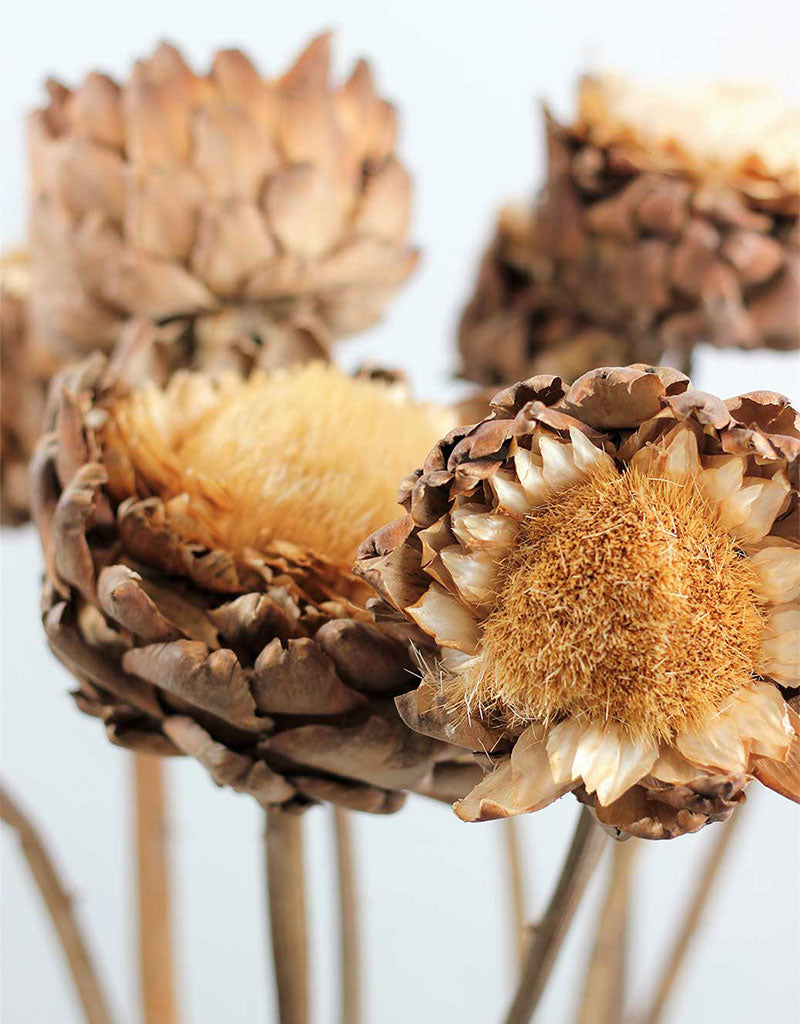 Dried Artichokes Spray (Cynara) - Natural, XL, 2 Stems