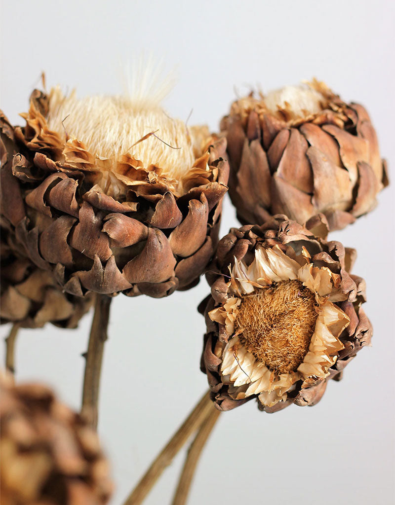 Dried Artichokes Spray (Cynara) - Natural, XL, 2 Stems,multiple heads