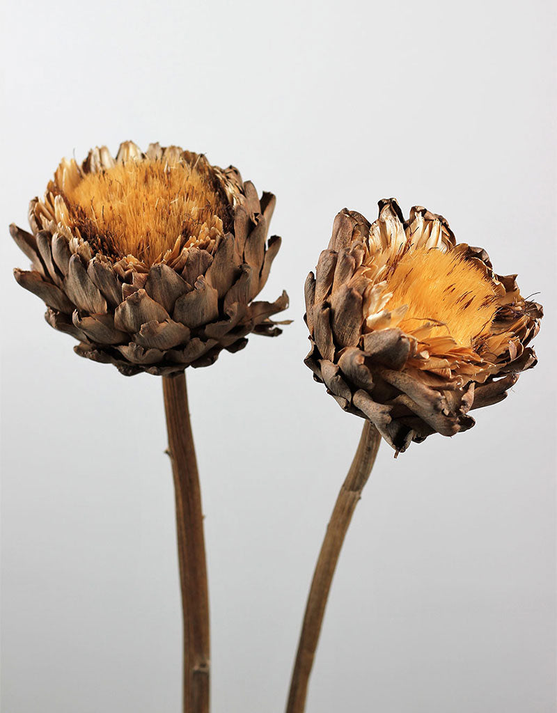 Dried Artichokes Spray (Cynara) - Natural, XL, 2 Stems,multiple heads 120 cm