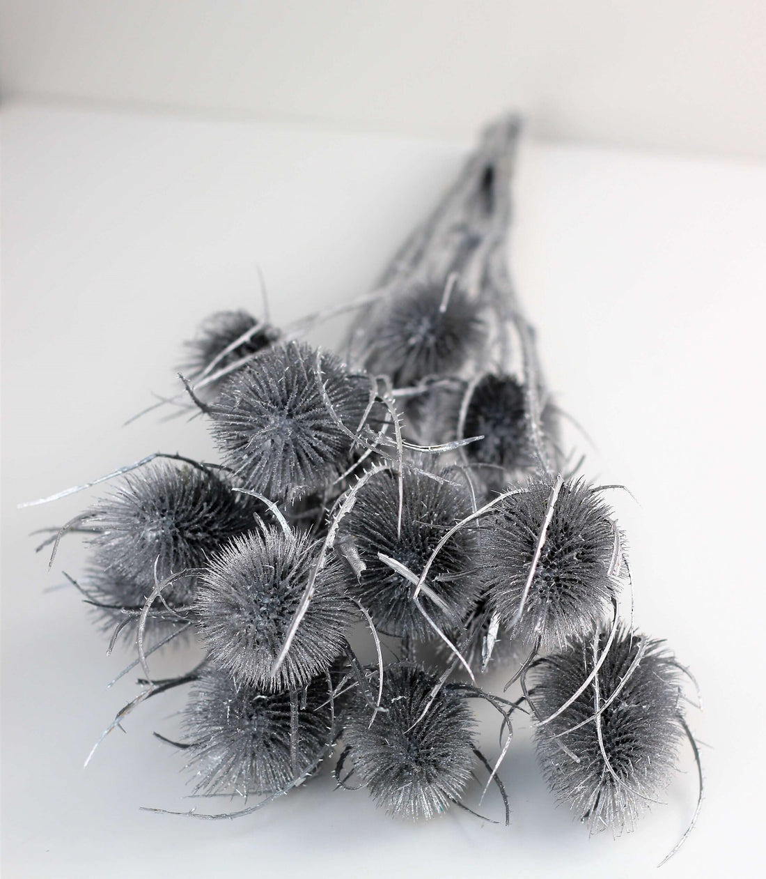 Dried Thistle - 60 cms, Silver Bunch