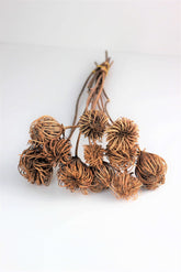 Dried Ammi Majus – Natural, 55 cm