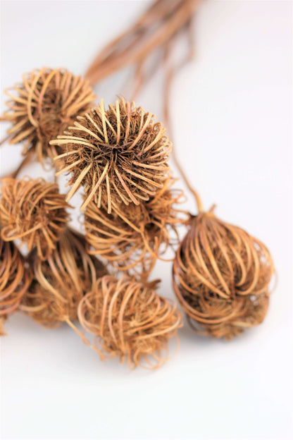 Dried Ammi Majus – Natural, 55 cm, 10 stems
