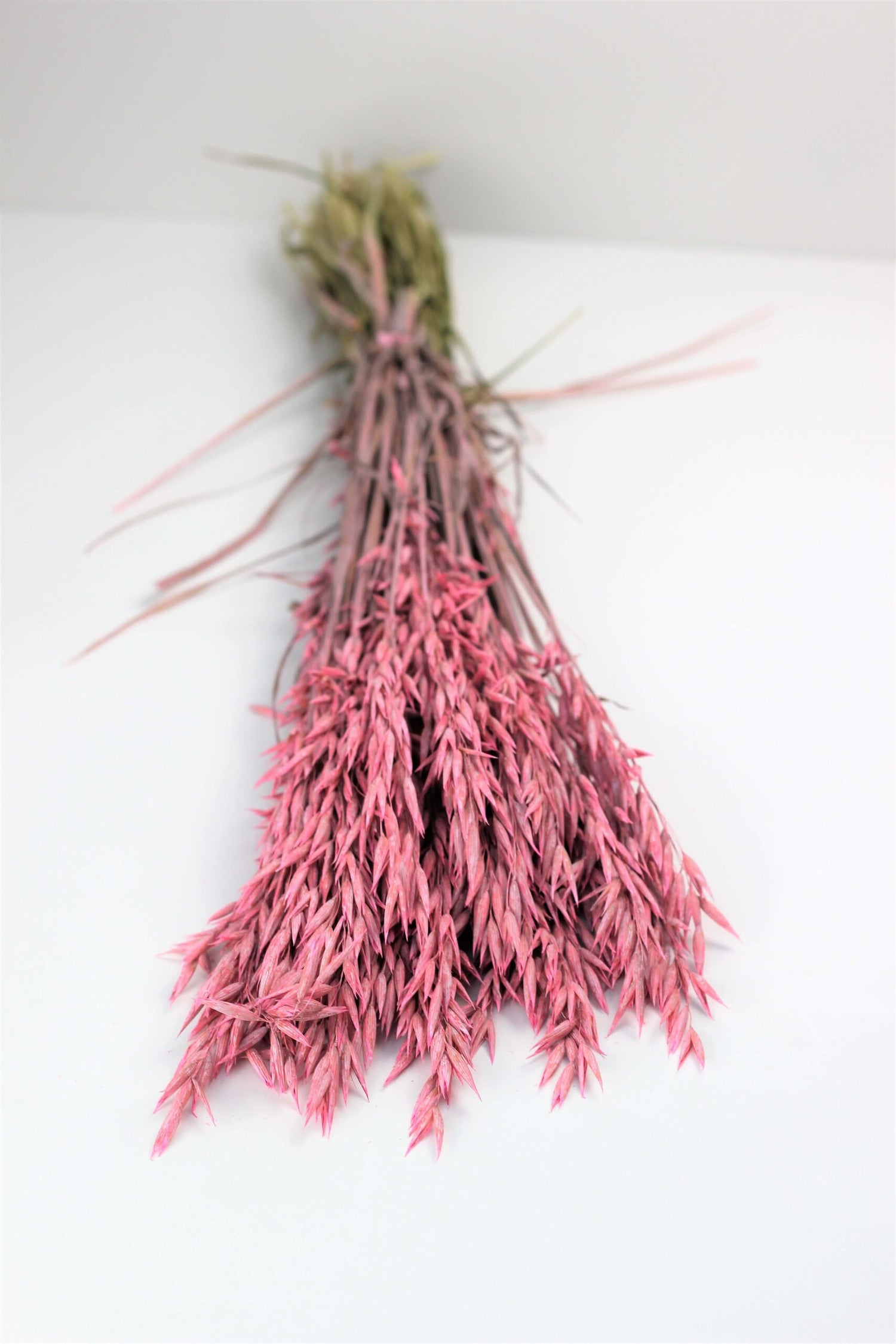Dried Oat Avena- Baby Pink Bunch, 100 grams, 70 cm