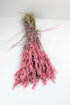 Dried Oat Avena- Baby Pink Bunch, 100 grams, 70 cm