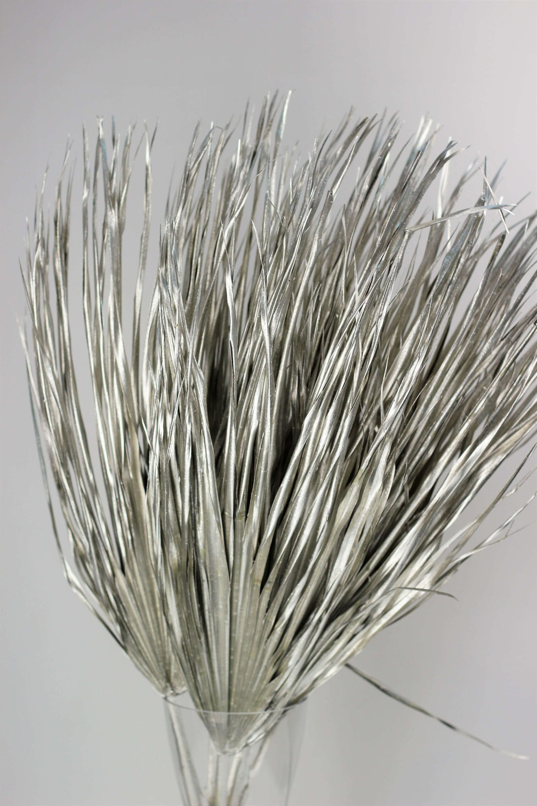 Large Dried Chamaerops Palm - Platinum, 10 Stems, 70 cm