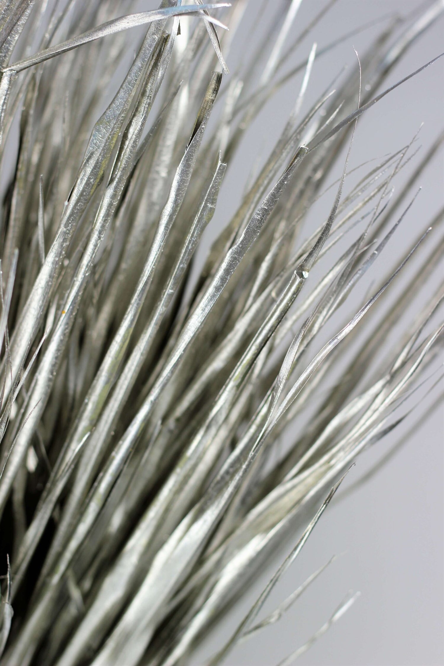 Large Dried Chamaerops Palm - Platinum, 10 Stems