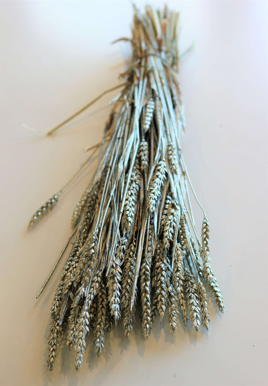 Dried Triticum (Wheat) - 70 cms Platinum Bunch