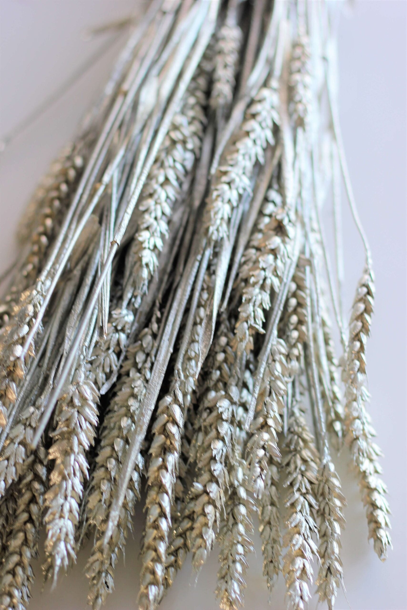 Dried Triticum (Wheat) - Platinum Bunch